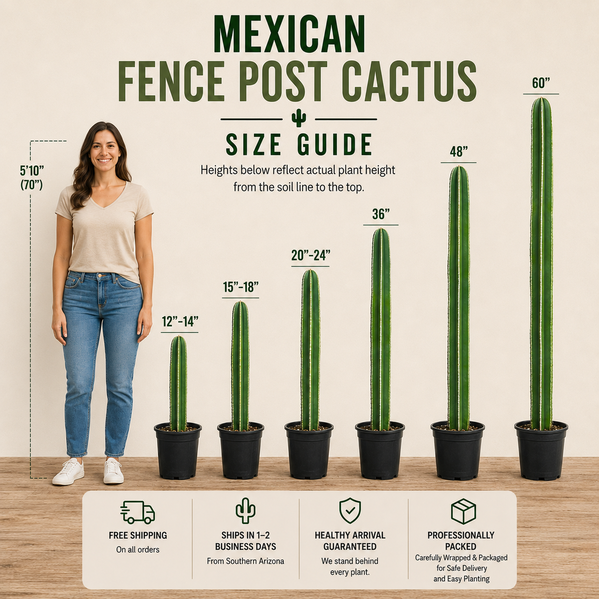 Size guide infographic for a Mexican Fence Post Cactus, showing a woman for scale next to five potted cacti labeled with different heights from 12 inches to 60 inches, on a beige background with product features listed at the bottom.