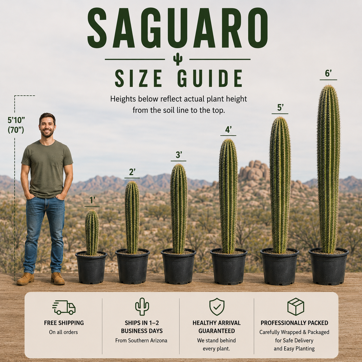 Saguaro size guide infographic showing a man standing next to five different potted saguaro cacti ranging from 1 foot to 6 feet tall, with text detailing product features and shipping information at the bottom.