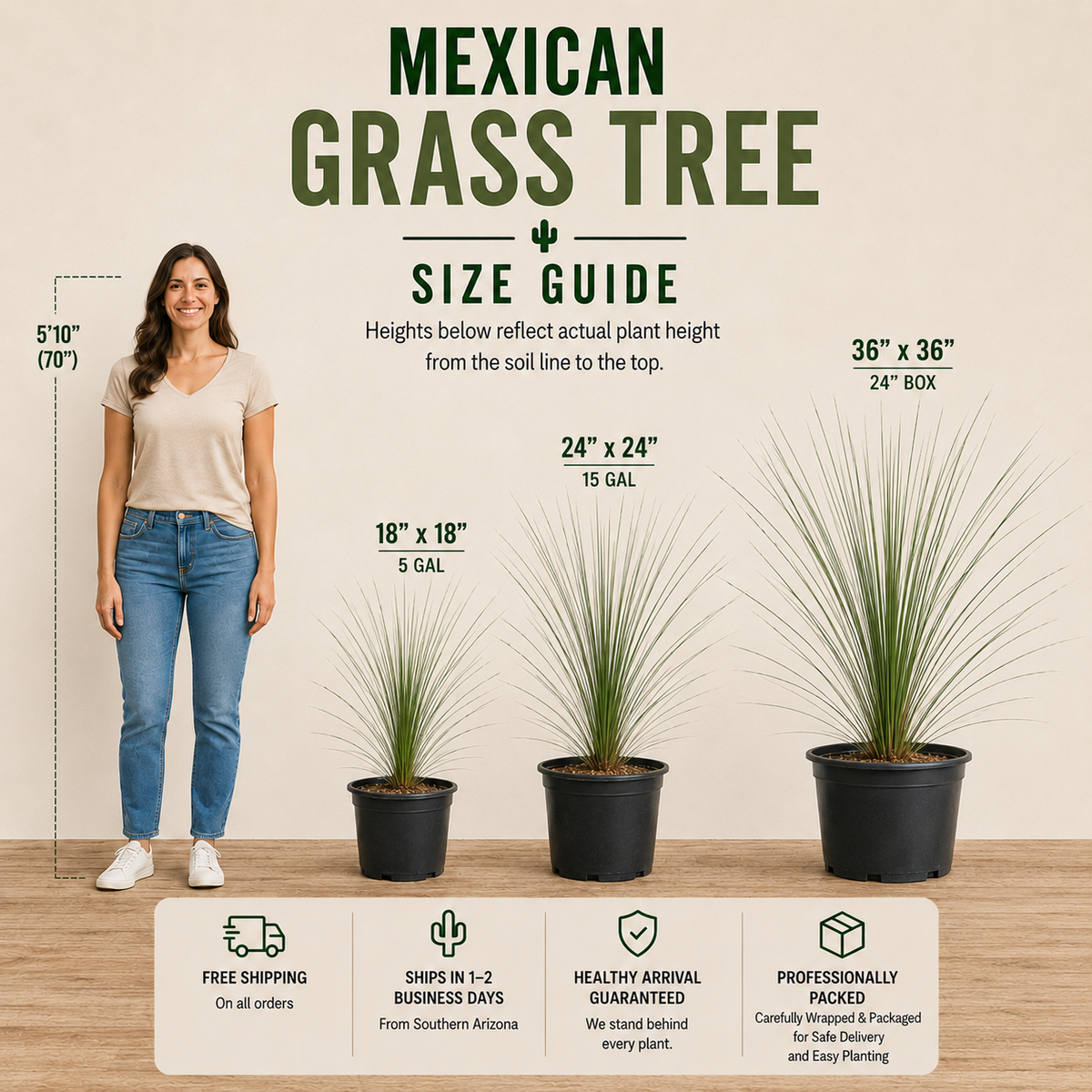 Size guide infographic for a Mexican Grass Tree, showing a woman for reference alongside three potted plants of different sizes (5 GAL, 15 GAL, 24" x 24" and 36" x 36" x 24" BOX) with text labels and shipping guarantees at the bottom.