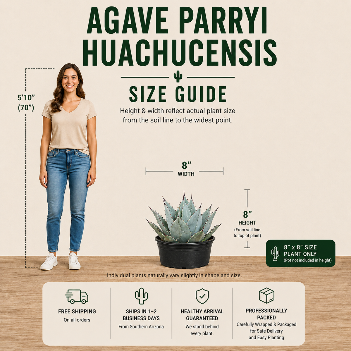 Live Agave parryi huachucensis with a dense rosette of blue-green leaves and dark tips.