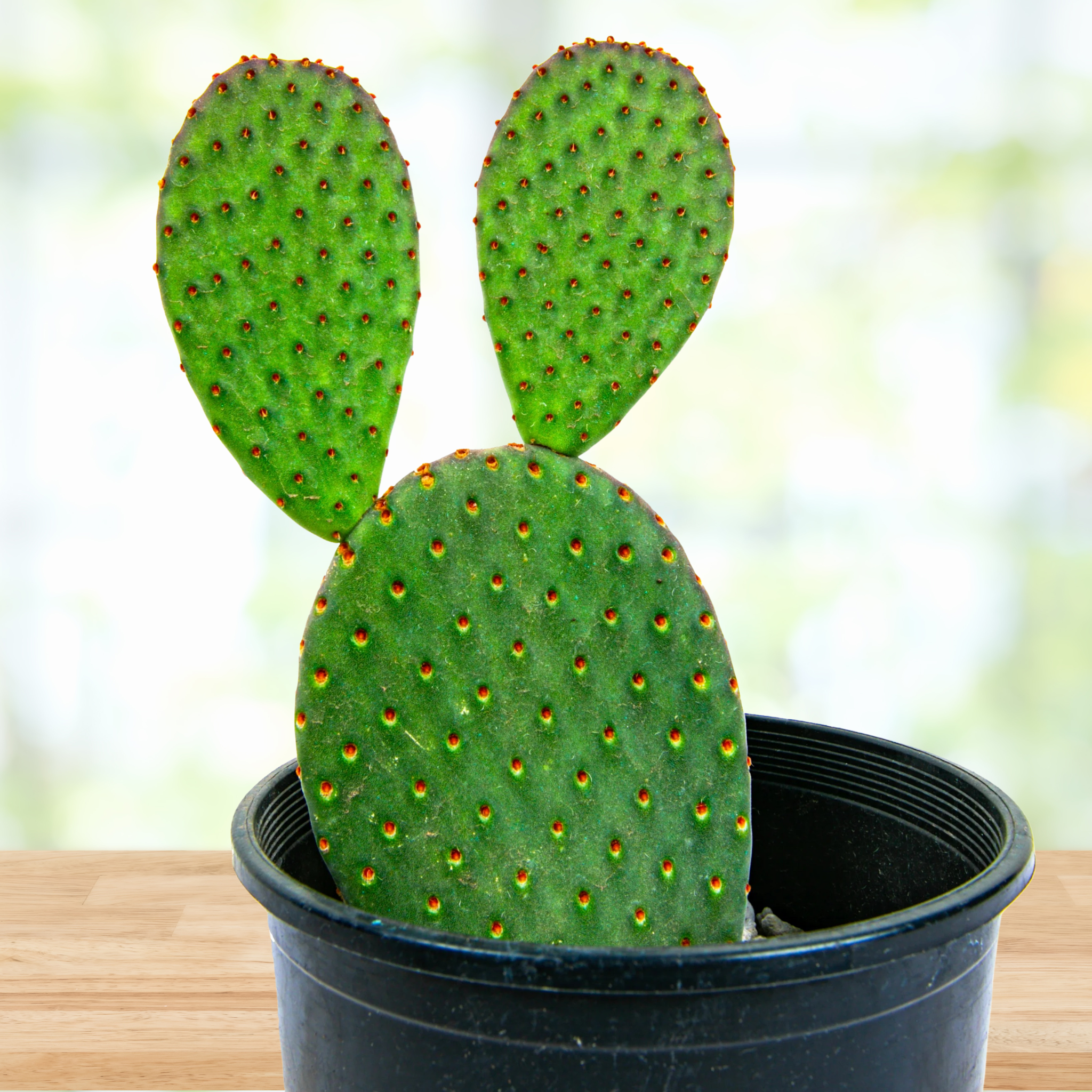 One Gallon Size Opuntia Rufida "Cinnamon Prickly Pear" on a wooden table