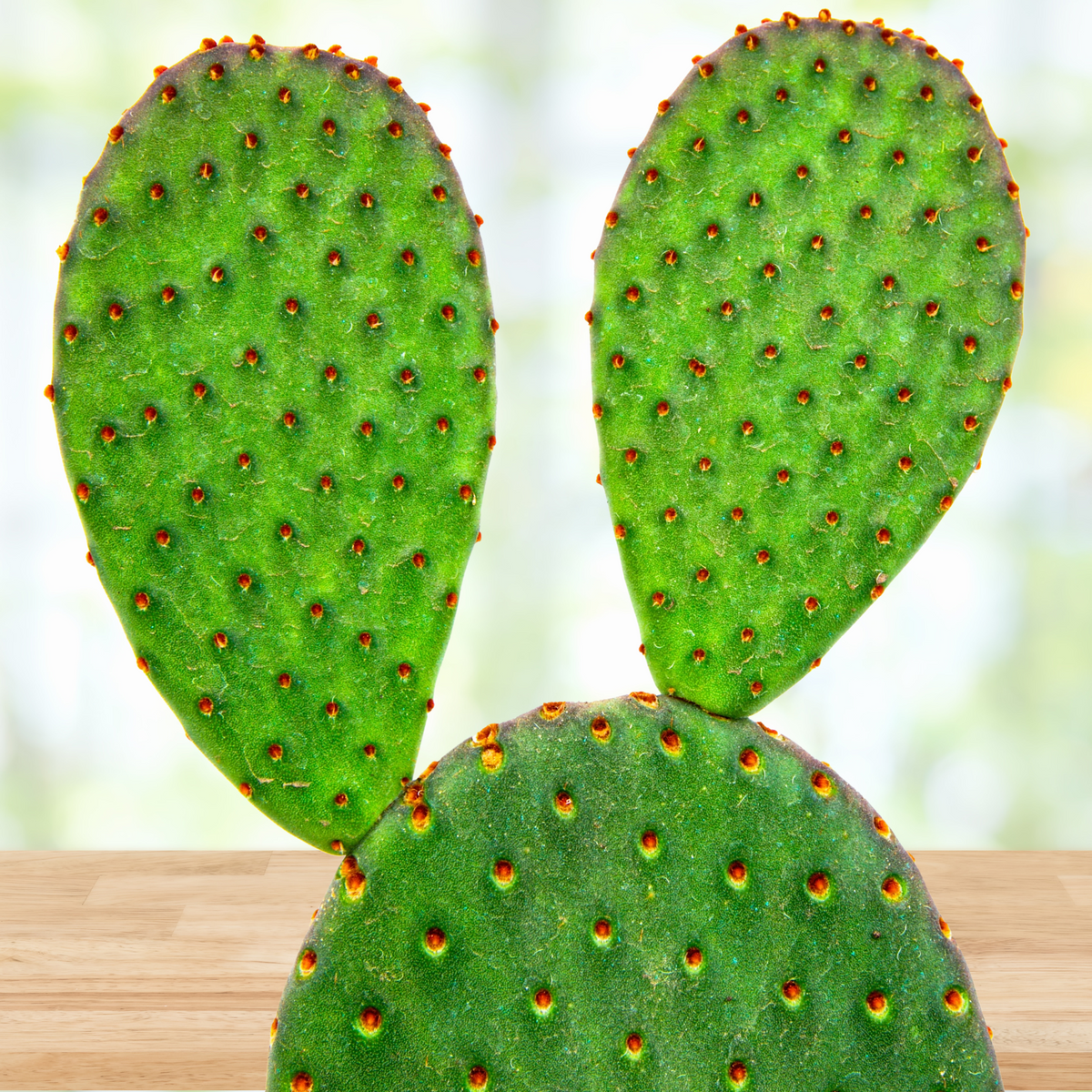 One Gallon Size Opuntia Rufida "Cinnamon Prickly Pear" Plant For Sale Online