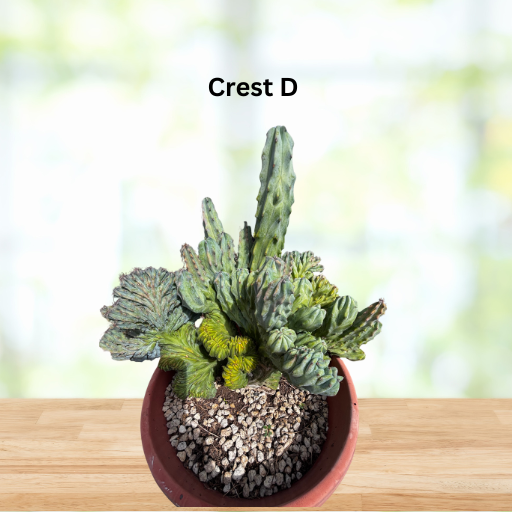 Crested Blue Flame