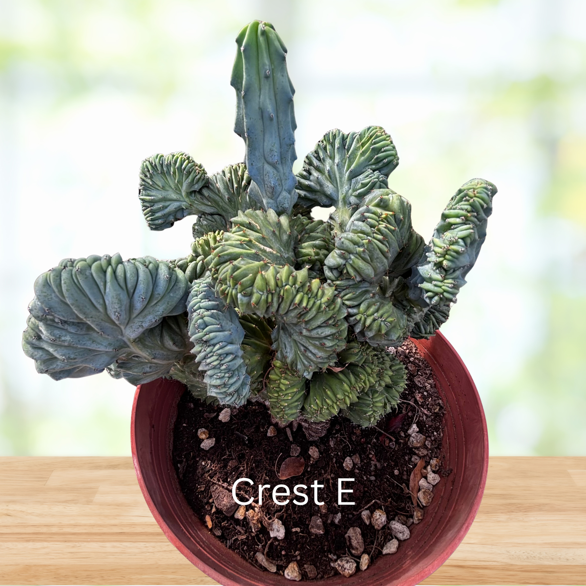 Crested Blue Flame