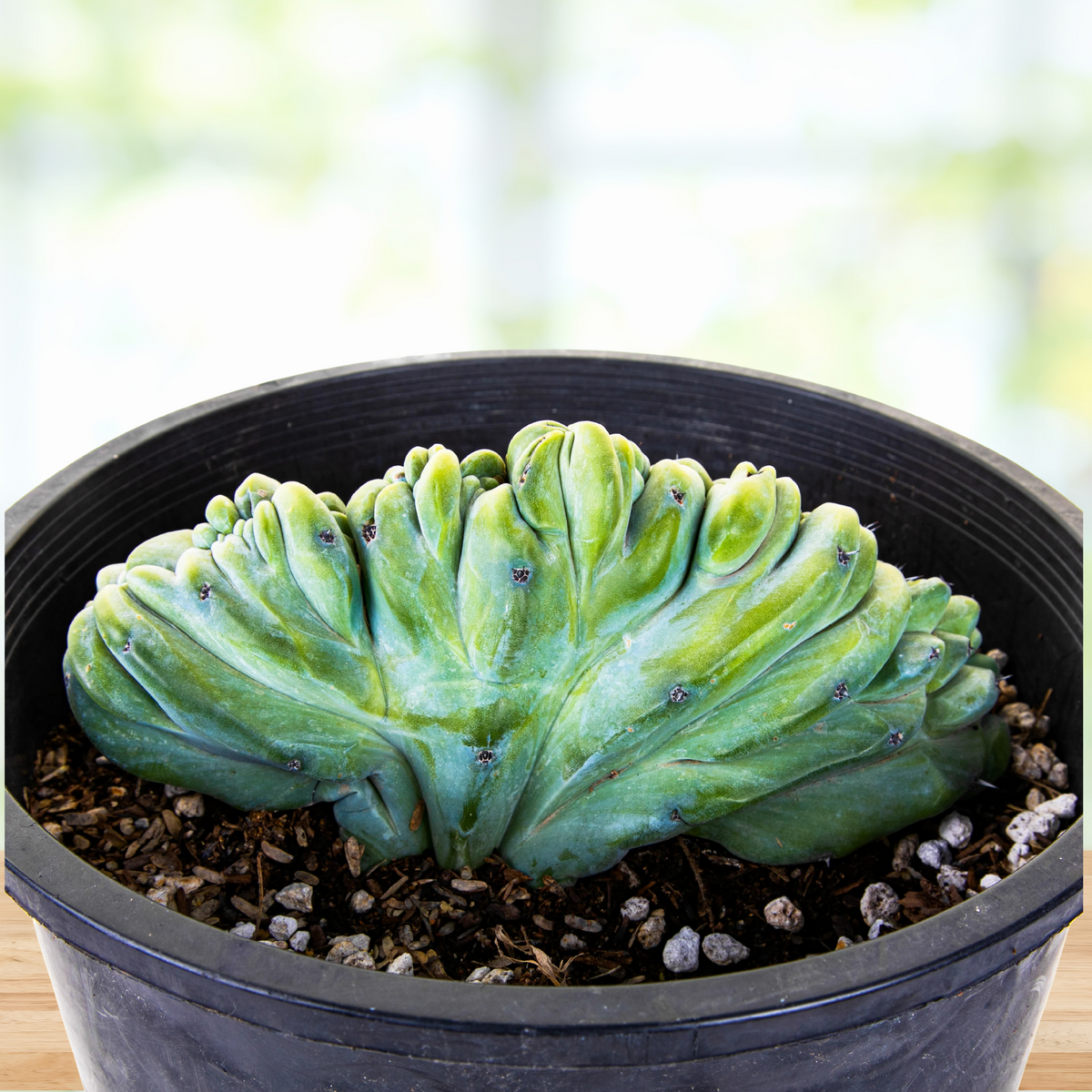 Crested Myrtillocactus Geometrizans, Blue Flame Cactus Plant on a wooden table For Sale Online