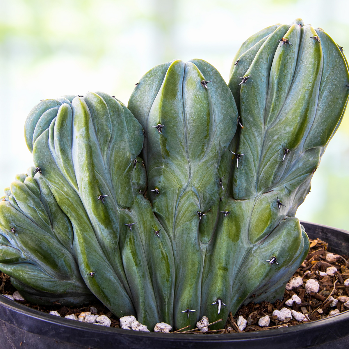 Crested Myrtillocactus Geometrizans, Blue Flame Cactus Plant on a wooden table For Sale Online