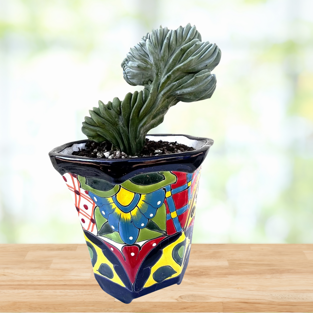 Crested Myrtillocactus Geometrizans, Blue Flame Cactus Plant on a wooden table in a talavera pot