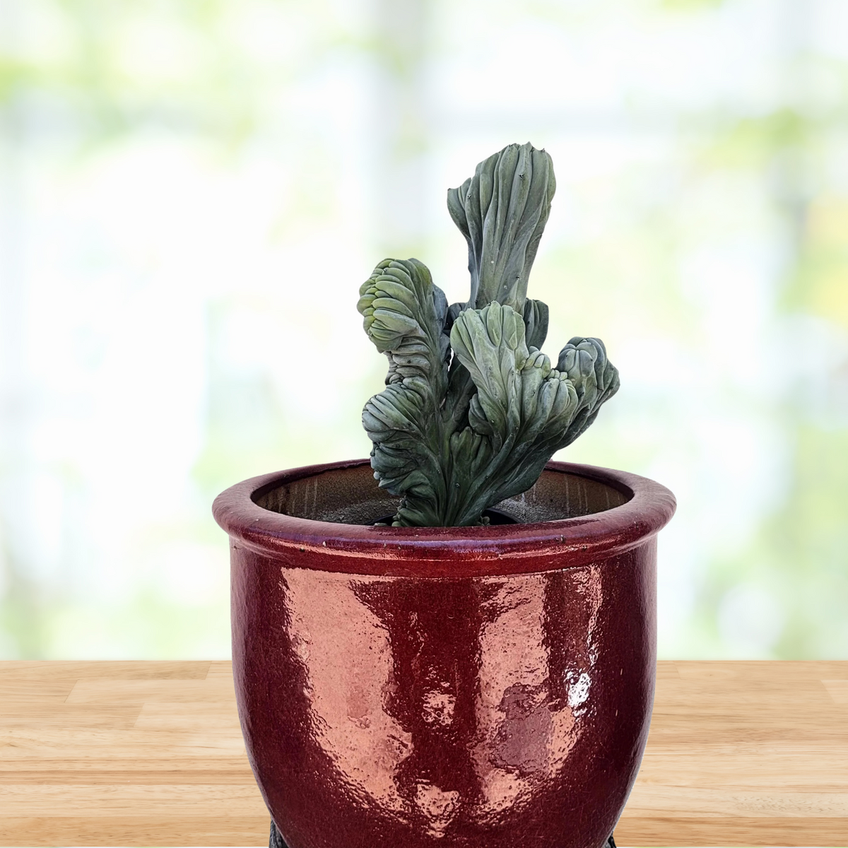 Crested Myrtillocactus Geometrizans, Blue Flame Cactus Plant on a wooden table in a red decorative pot For Sale Online
