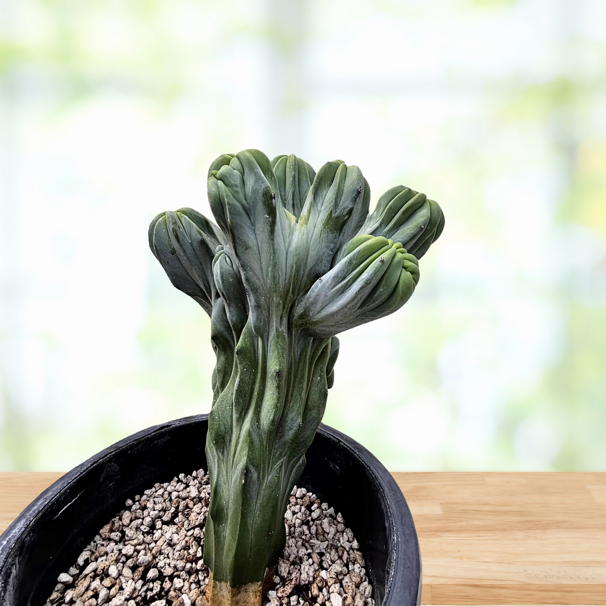Crested Myrtillocactus Geometrizans, Blue Flame Cactus Plant on a wooden table For Sale Online