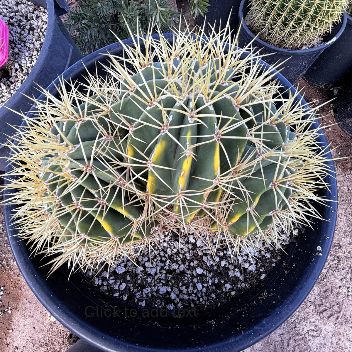 Blue Barrel Cactus
