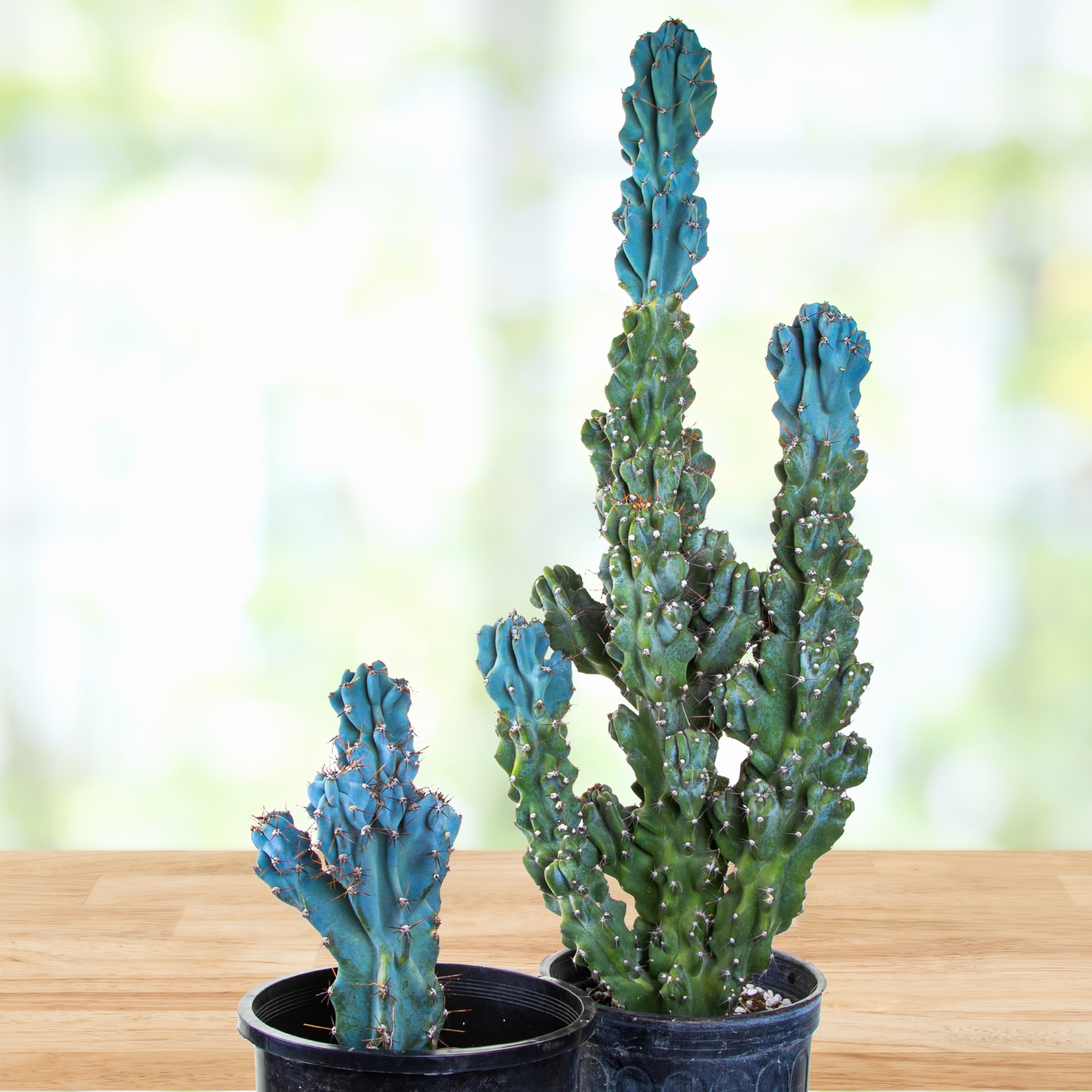 Two Curiosity cactus, Cereus peruvianus monstrose in nursery pots on a wooden table
