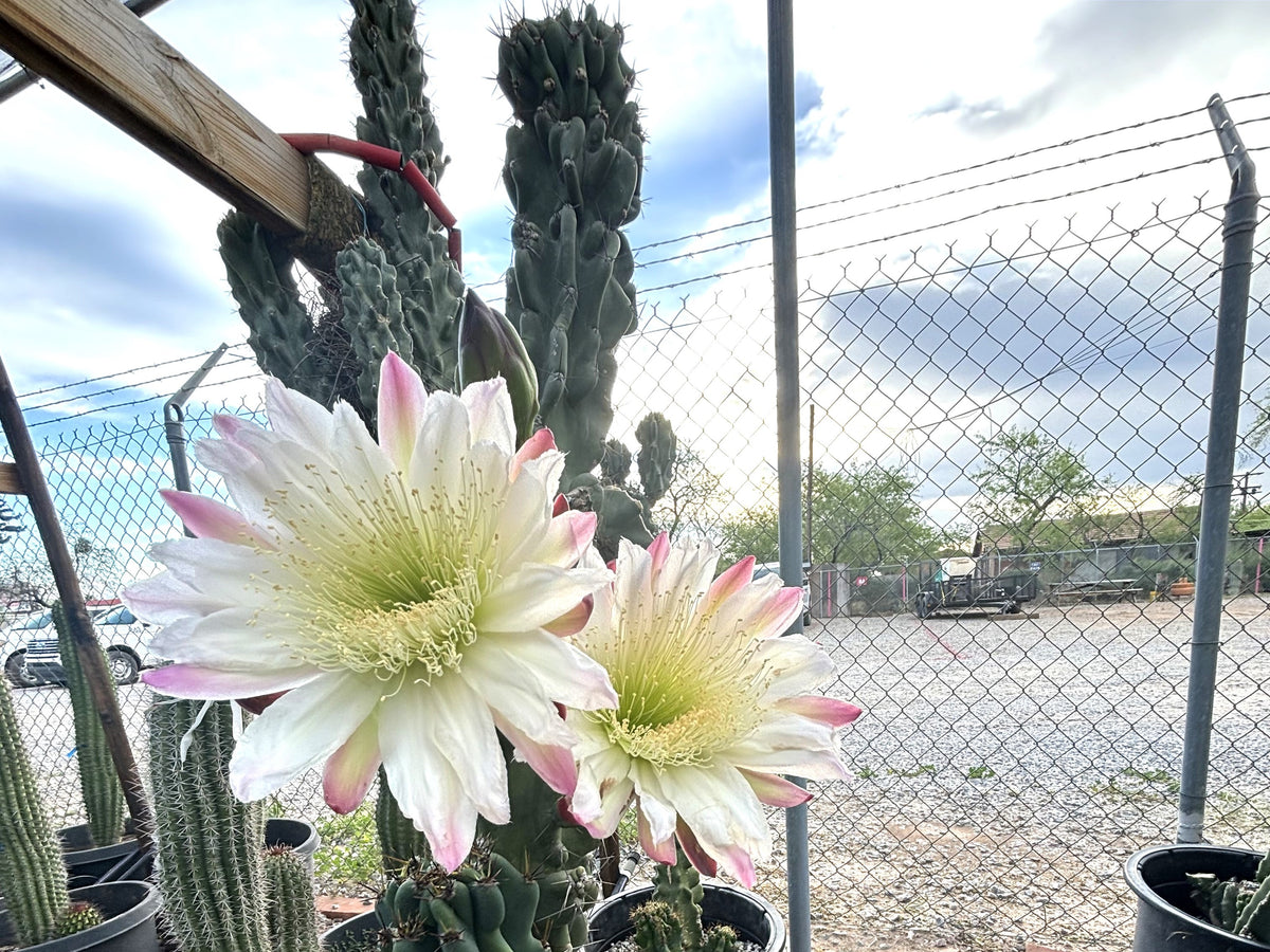 Mature blue-green Curiosity Cactus with monstrose growth and blooms in a nursery container.