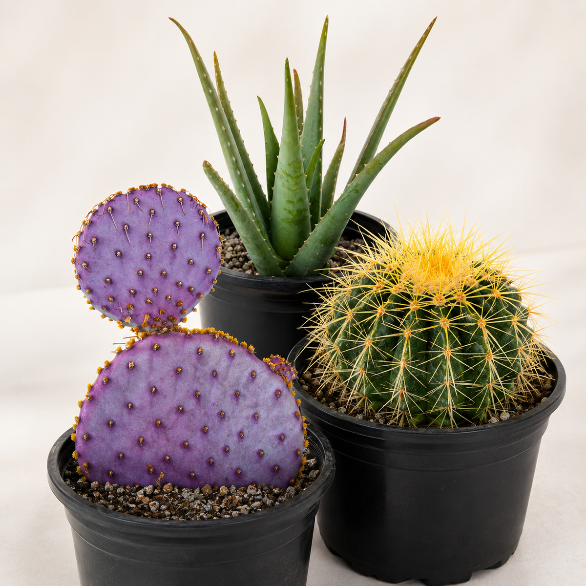 Arrangement of Santa Rita Prickly Pear, Golden Barrel Cactus, and Aloe Barbadensis in one gallon varients