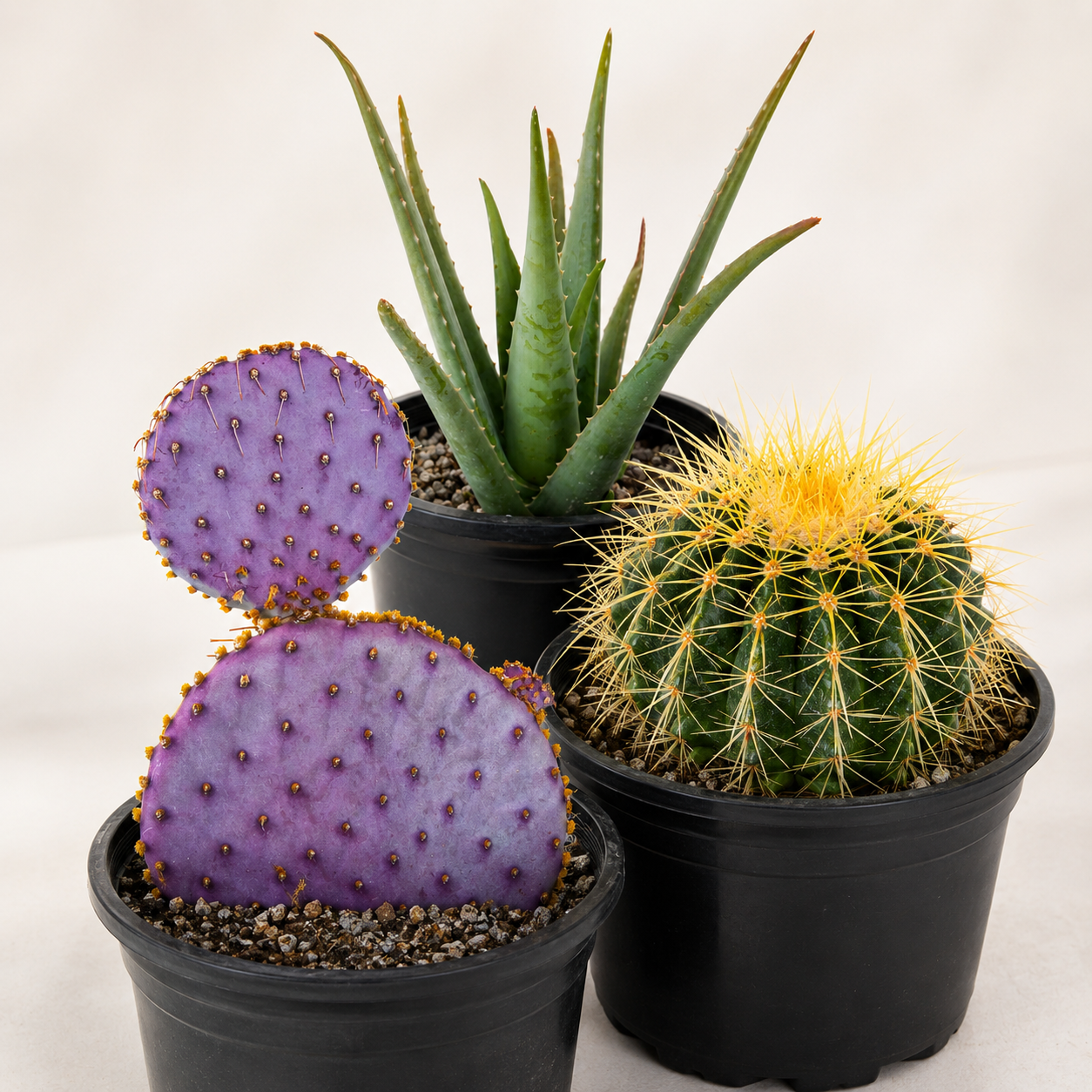 Arrangement of Santa Rita Prickly Pear, Golden Barrel Cactus, and Aloe Barbadensis in one gallon varients