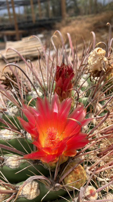 5gal Blooming Coville Barrel Cactus For Sale Online in a Cactus Nursery Pot