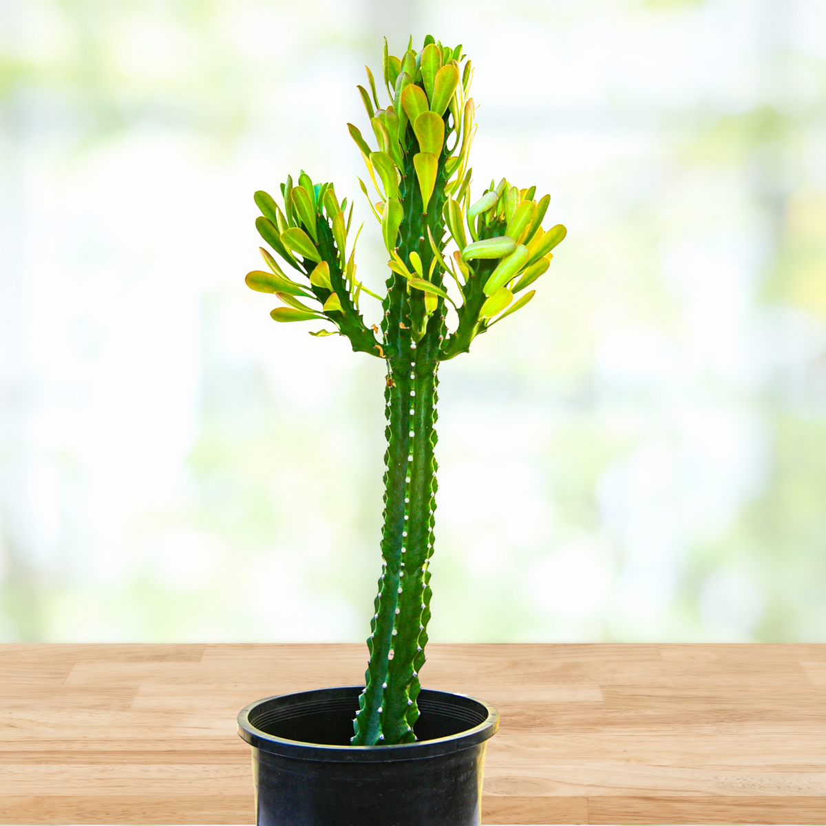 Potted Euphorbia Royaleana, Royal spurge Cactus Plant For Sale Online on a wooden table
