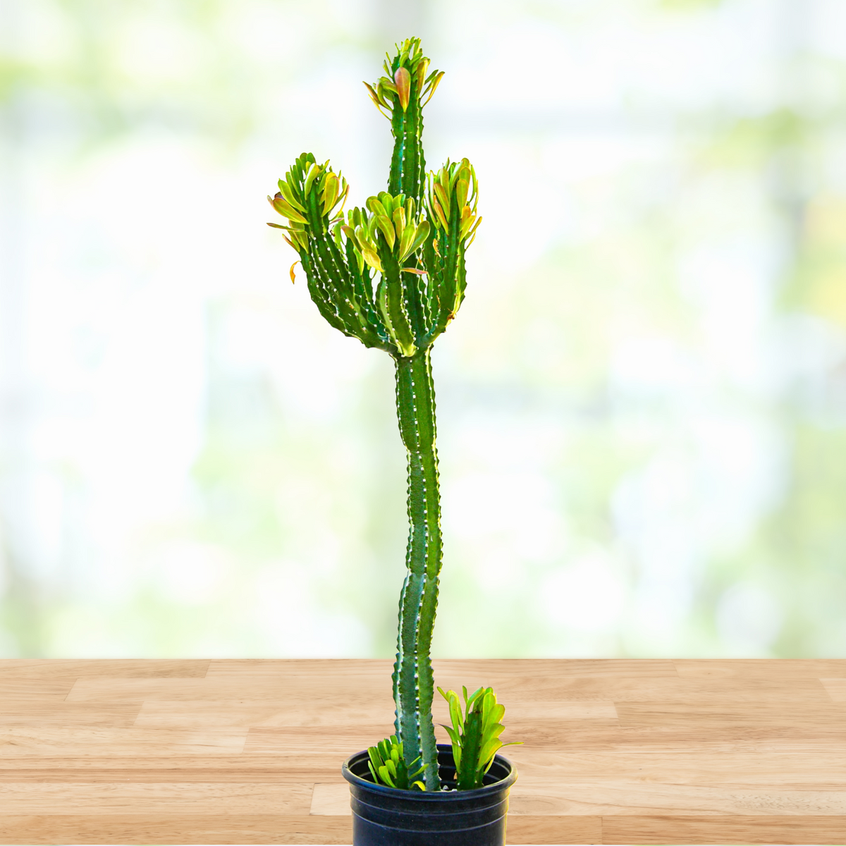 Potted Euphorbia Royaleana, Royal spurge Cactus Plant For Sale Online on a wooden table