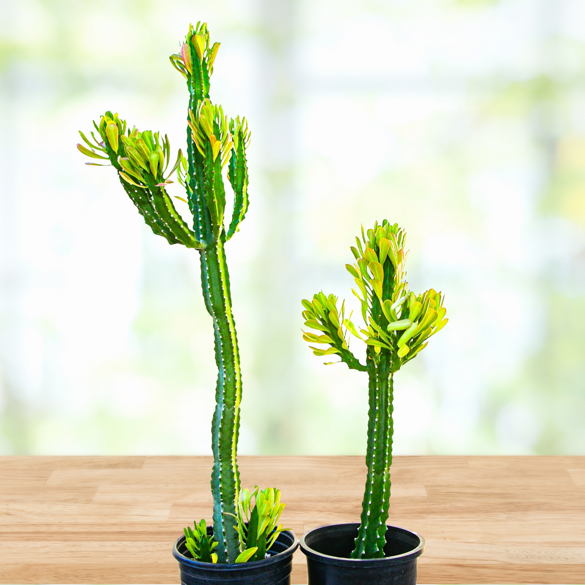 Two Potted Euphorbia Royaleana, Royal spurge Cactus Plants For Sale Online on a wooden table