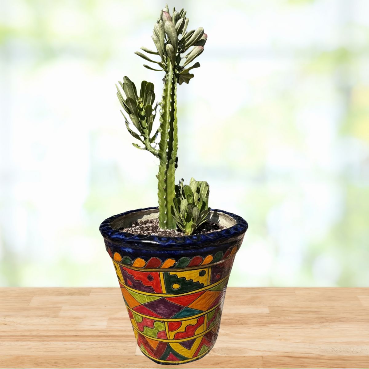 Potted Euphorbia Royaleana, Royal spurge Cactus Plant in a talavera pot on a wooden tableFor Sale Online