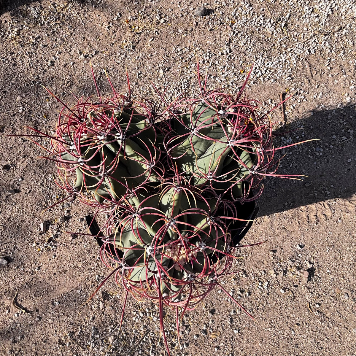 Ferocactus emoryi, Coville Fishhook barrel cactus cluster at a cactus nursery.