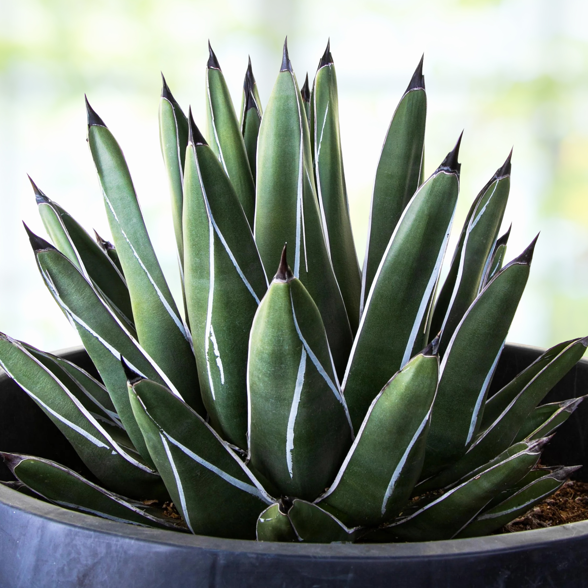 Potted King ferdinand agave, Agave Nickelsiae agave plant with green leaves and white stripes against a blurred background