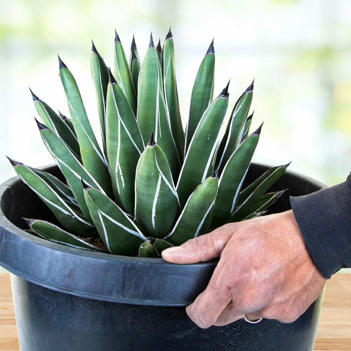 Person holding a potted King ferdinand agave, Agave Nickelsiae agave plant with green leaves and white stripes against a blurred background