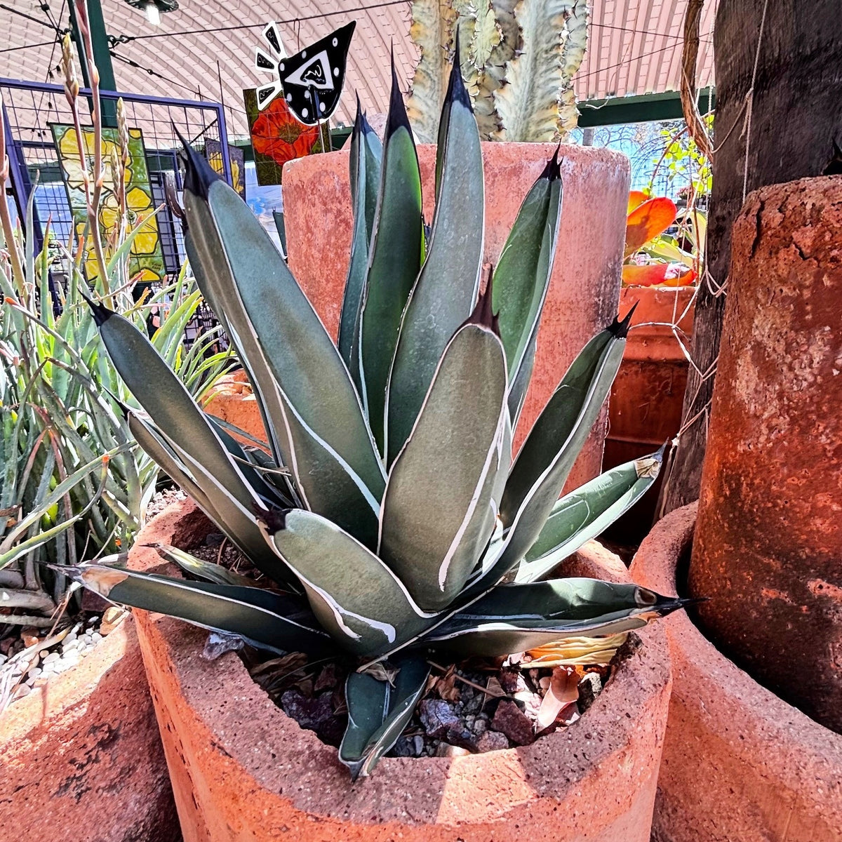 King Ferdinand Agave