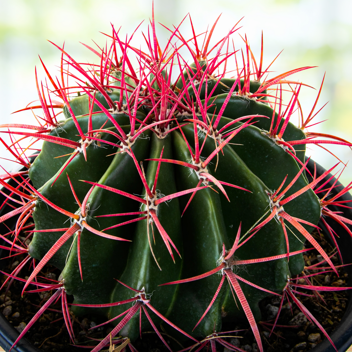 Ferocactus pringlei, baja fire barrel cactus with red spines in a pot against a blurred background