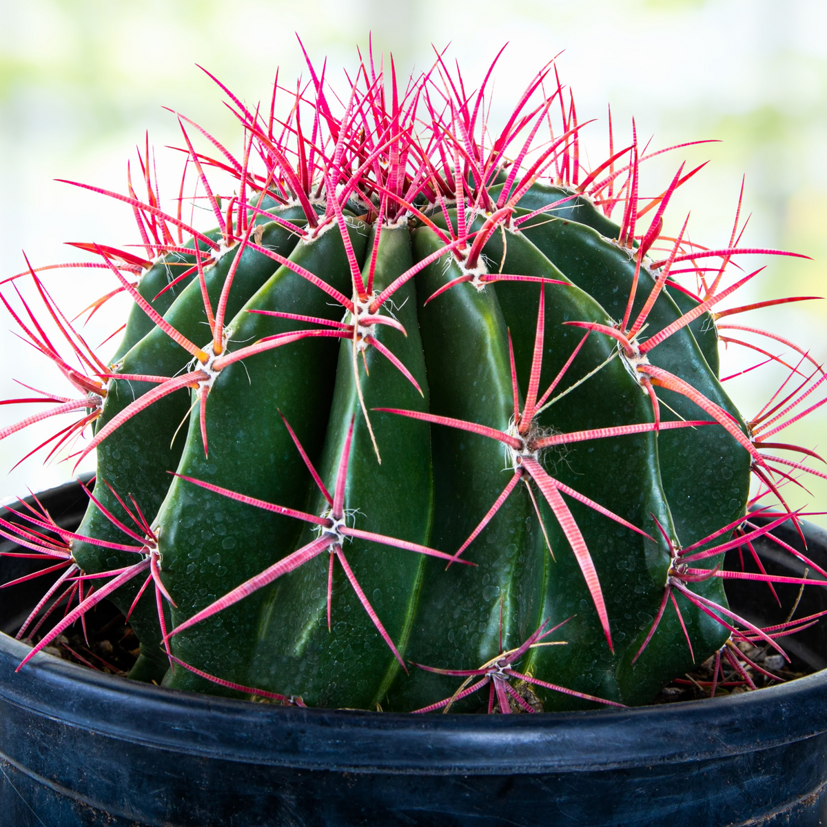 Ferocactus pringlei, baja fire barrel cactus with red spines in a pot against a blurred background