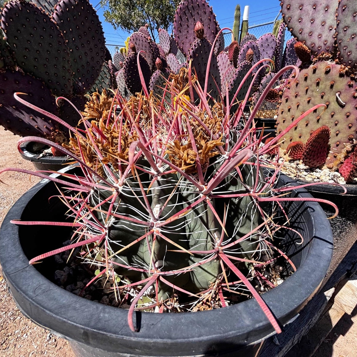 Ferocactus gracilis, Baja fire barrel cactus with red spines in a pot in a cactus nursery