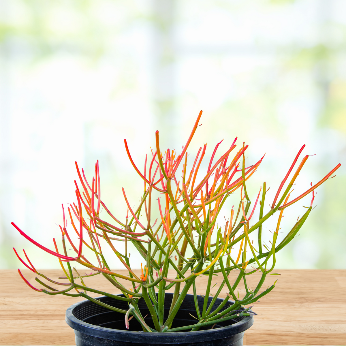 Potted Euphorbia tirucalli 'Firesticks' Cactus Plant on a wooden table with blurred background