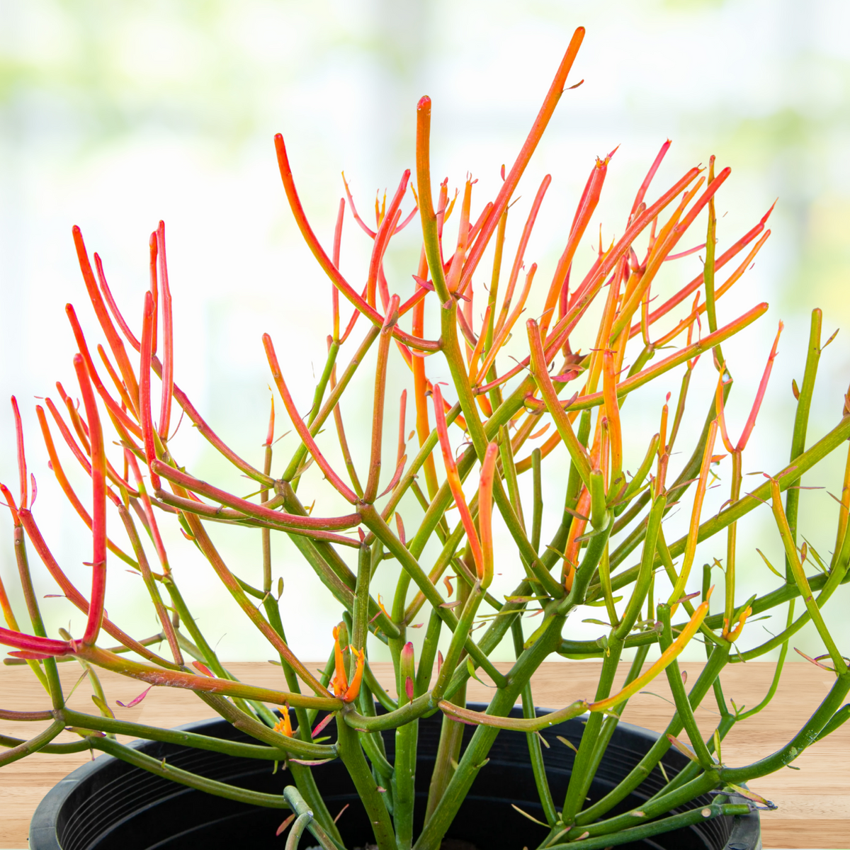 Potted Euphorbia tirucalli 'Firesticks' Cactus Plant on a wooden table with blurred background