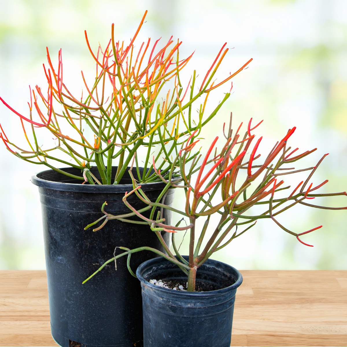 Two Potted Euphorbia tirucalli 'Firesticks' Cactus Plants on a wooden table with blurred background