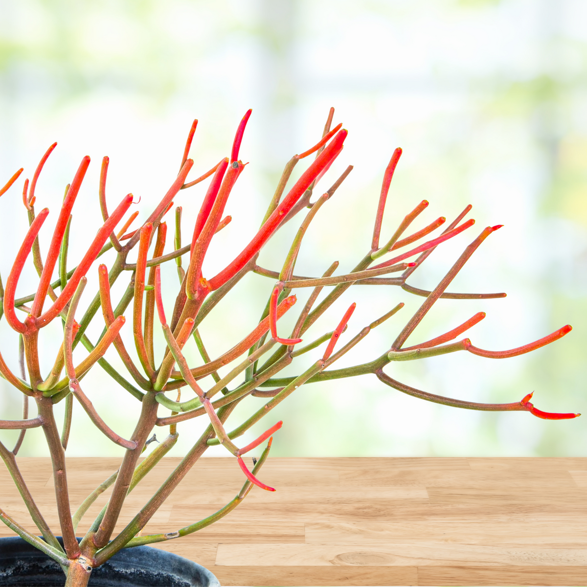 Potted Euphorbia tirucalli 'Firesticks' Cactus Plant on a wooden table with blurred background