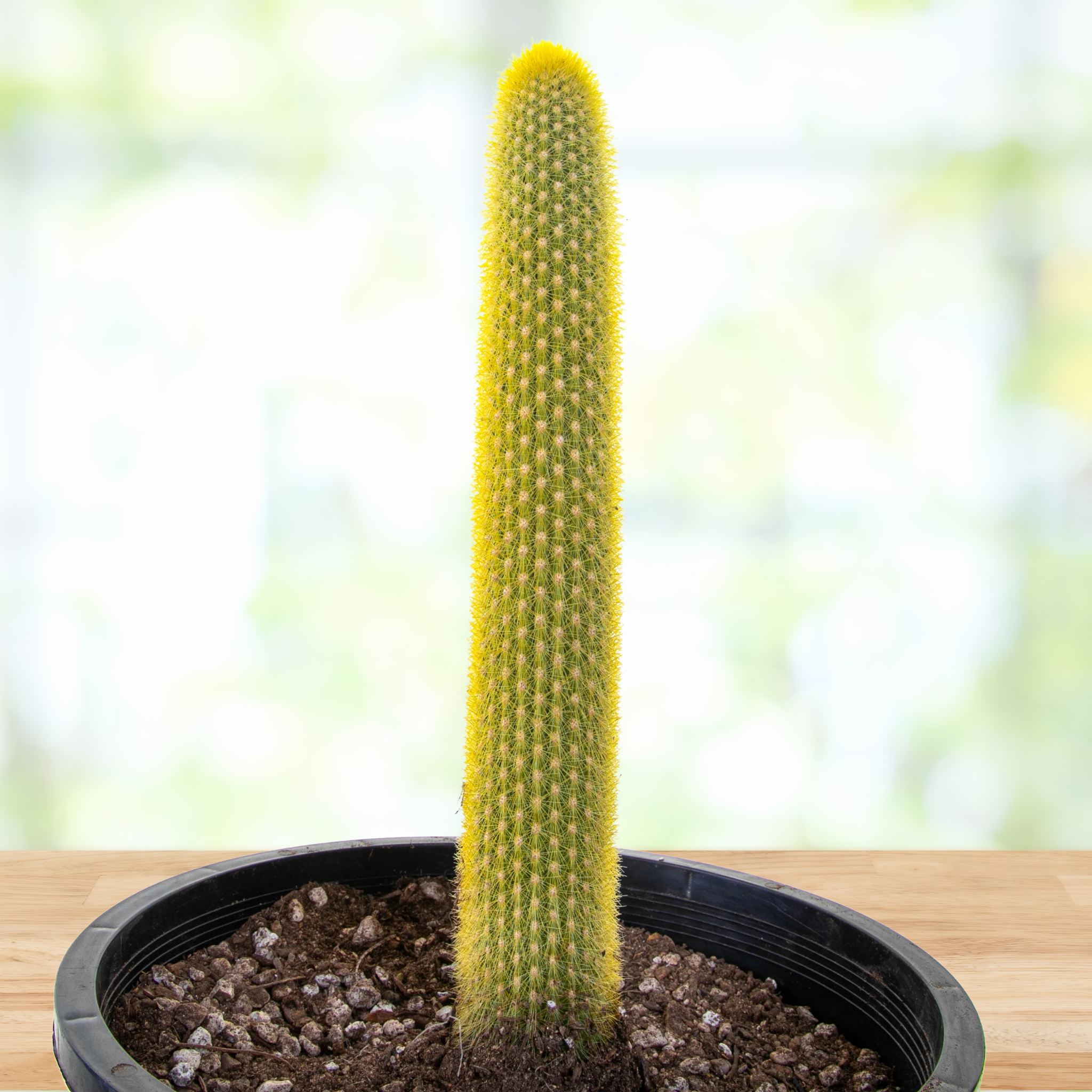 Tall Golden torch cactus in a pot on a wooden surface with a blurred natural background