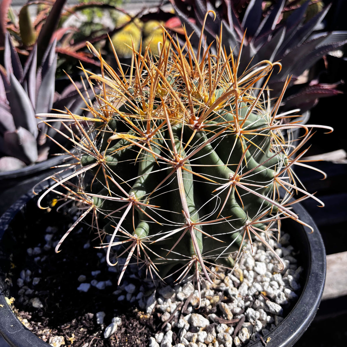 Gold spine fish-hook barrel cactus Ferocactus wislizenii cactus for sale online