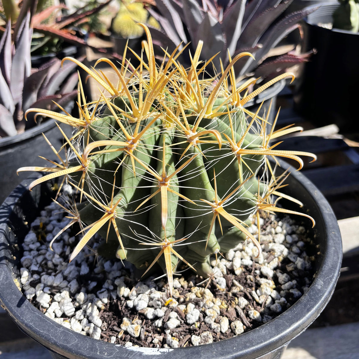 Gold spine fish-hook barrel cactus Ferocactus wislizenii cactus for sale online