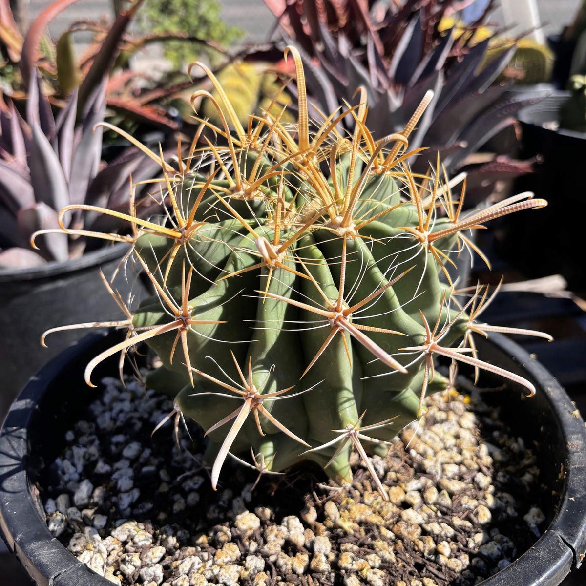 Gold spine fish-hook barrel cactus Ferocactus wislizenii cactus for sale online