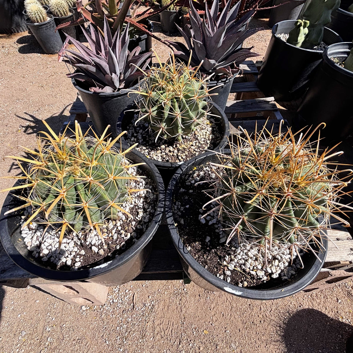 Gold spine fish-hook barrel cactus Ferocactus wislizenii cactus for sale online