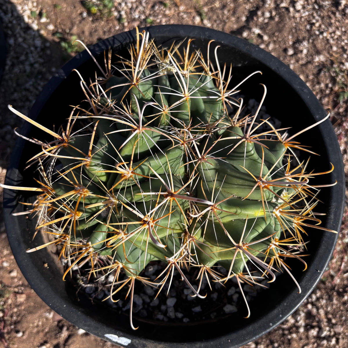 Gold Spine Southwest Barrel Cactus