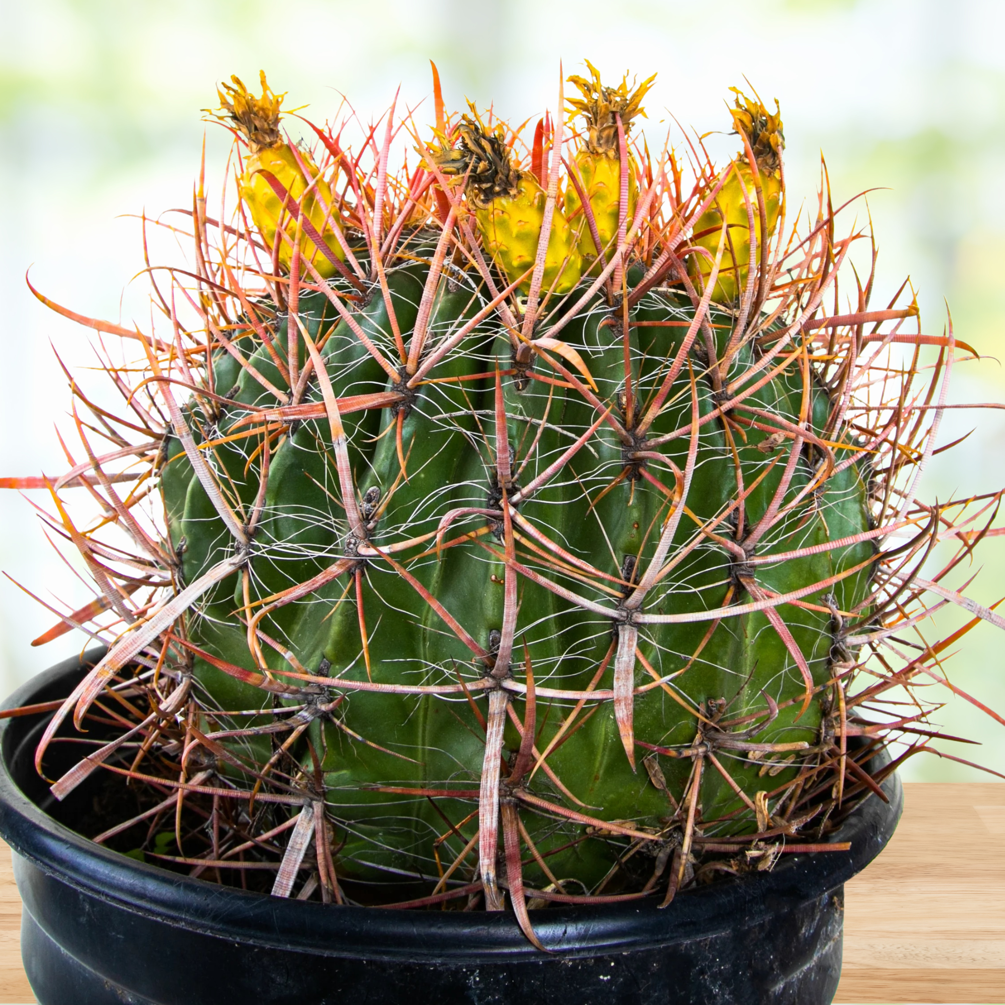 Ferocactus gracilis, Baja fire barrel cactus with red spines in a pot on a wooden surface