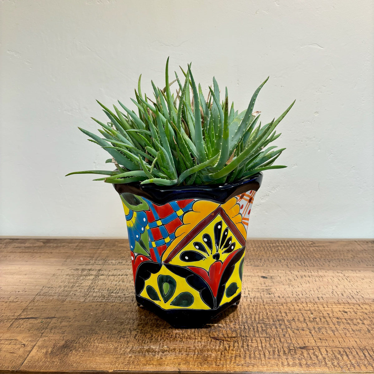 Aloe 'Crosby's prolific' Succulent Plant In a Hand-Made and Hand-Painted Talavera Pot From Mexico For Sale Online
