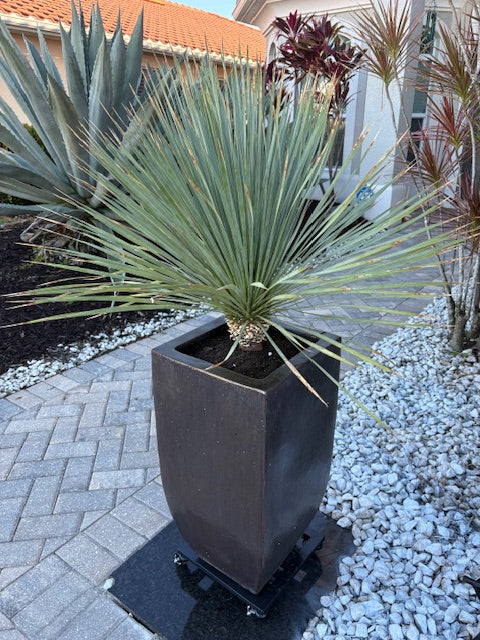 Yucca rostrata, beaked yucca, in a decorative pot in a desert landscape