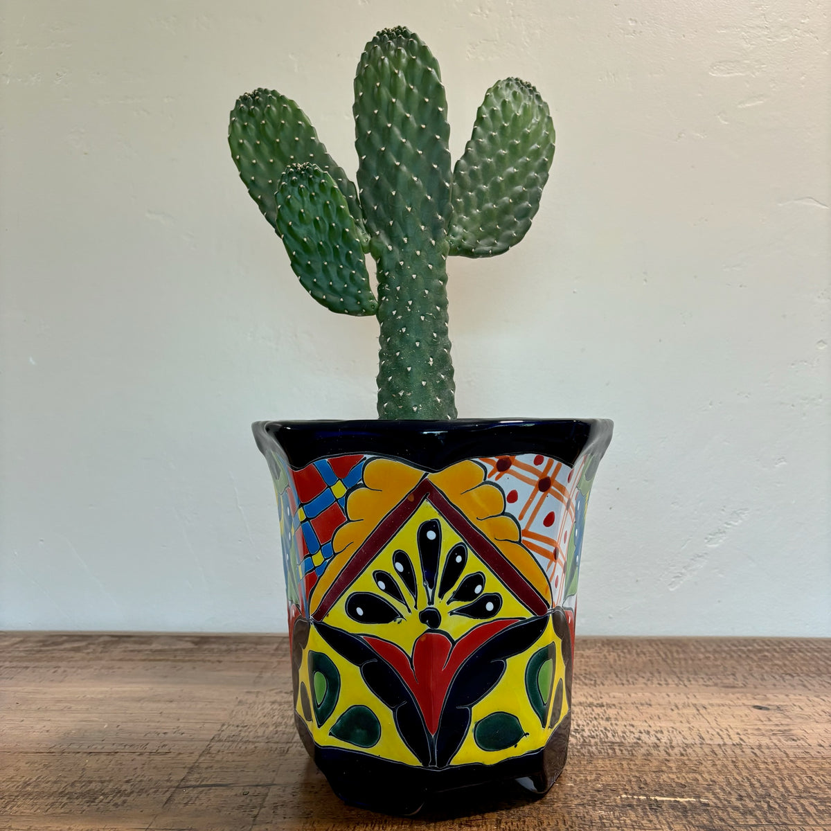Tall Cowboy Prickly Pear Cactus Plant For Sale in a Hand-Made and Hand-Painted Talavera Pot From Mexico For Sale Online