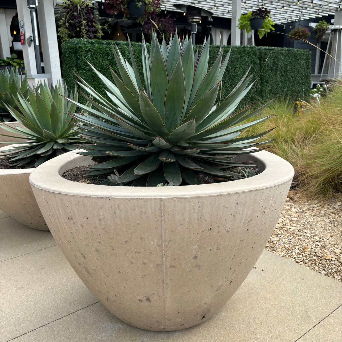 Agave "Blue Glow" Century Plant Succulent in Decorative Concrete Planter