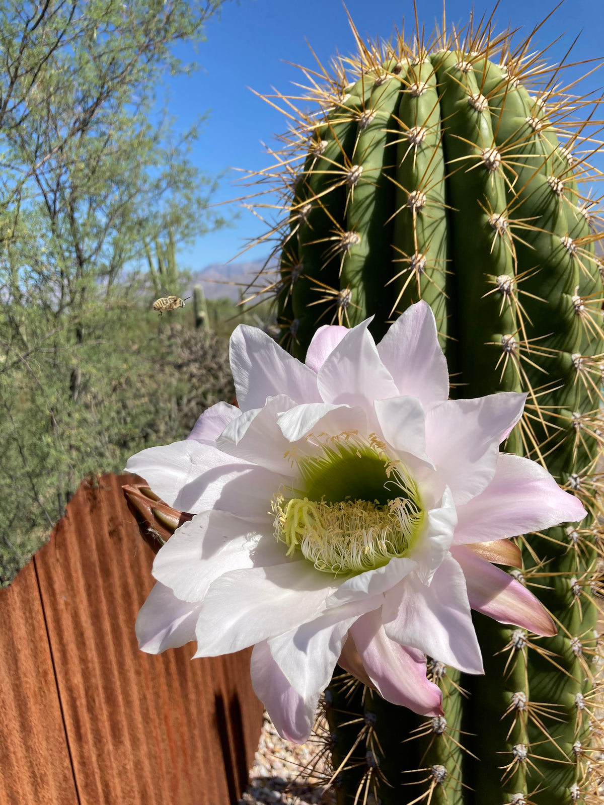 Close up of a Large Tall Mature and Blooming South American Saguaro Trichocereus Terschekii in a Xeriscape Landscape