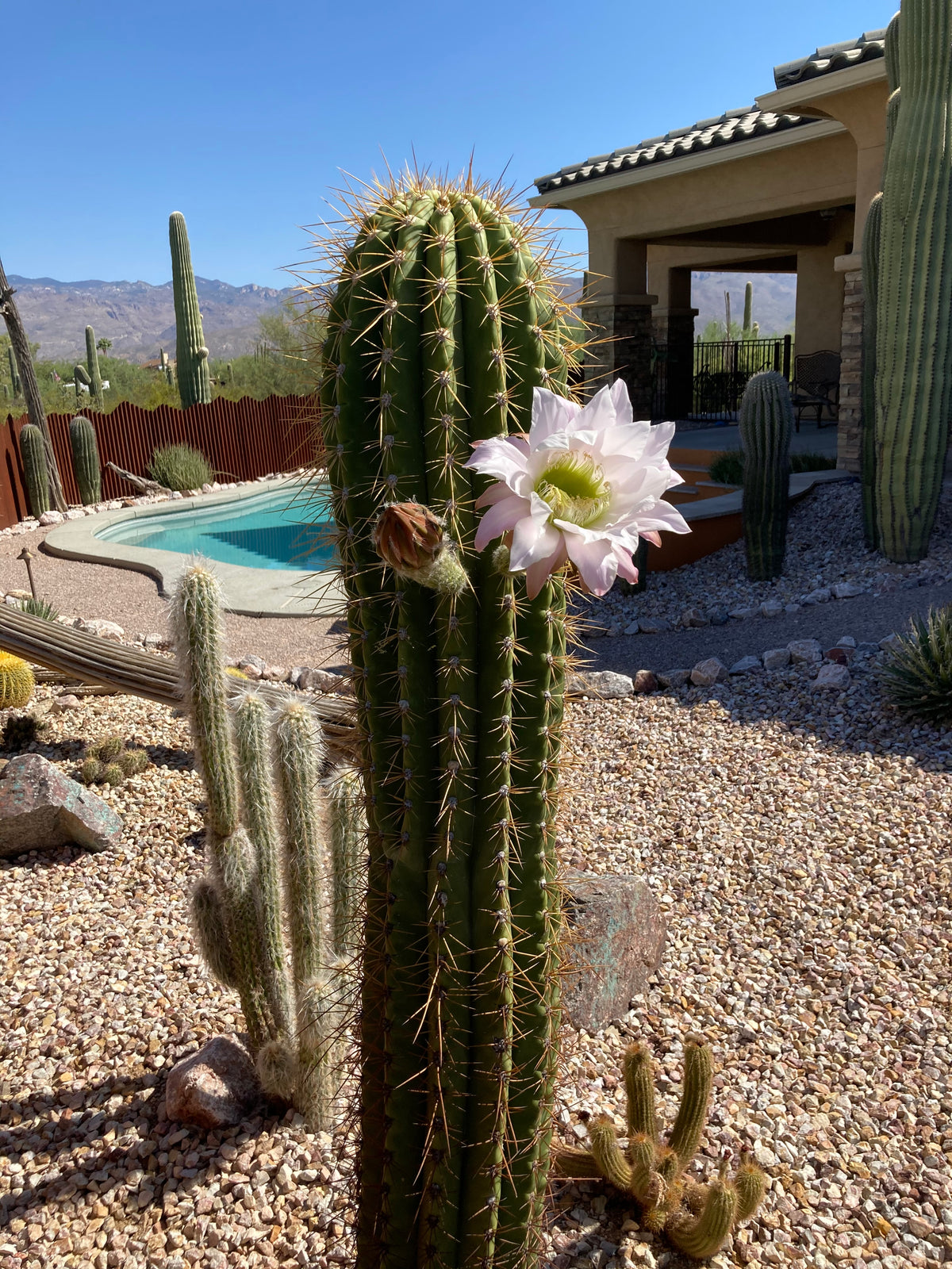Large Tall Mature and Blooming South American Saguaro Trichocereus Terschekii in a Xeriscape Landscape