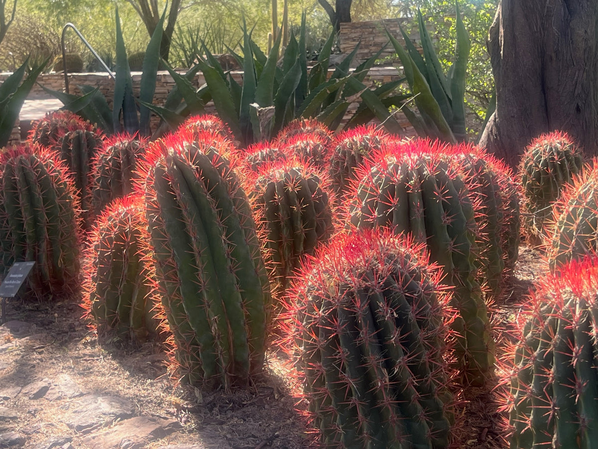 Red Mexican Fire Barrel Cactus Plants In a Landscape at the Desert Botanical Garden in Phoenix Arizona