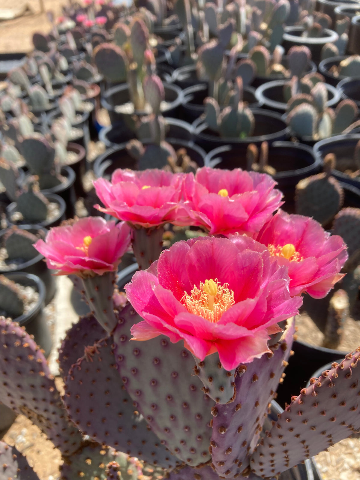 Blooming Santa Rita x Beavertail Hybrid Prickly Pear in a one-gallon nursery pot.