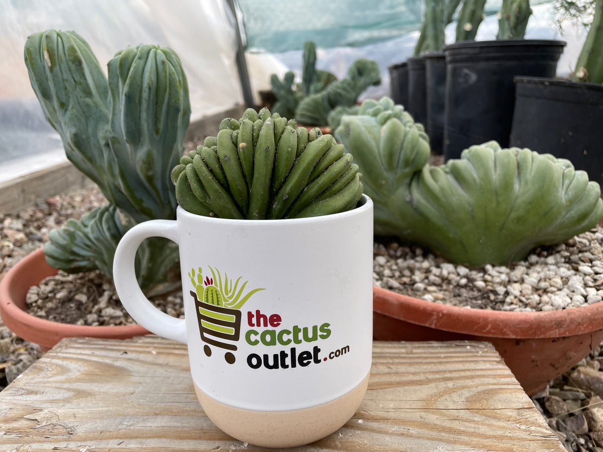 Small Crested Myrtillocactus Geometrizans, Blue Flame Cactus Plant in a coffee mug
